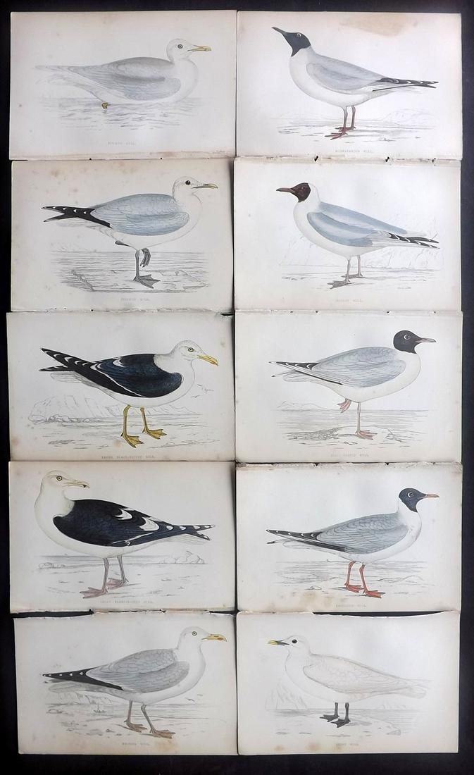 Morris, Francis 1867 Lot of 10 Hand Col Bird Prints: Woodblocks Published 1863-67, London for "A History of British Birds" by the Rev. Franis Orpen Morris. Printed in colours and finished by Benjamin Fawcett. Paper Size: 7 x 5 inch (18 x 13cm) Some back
