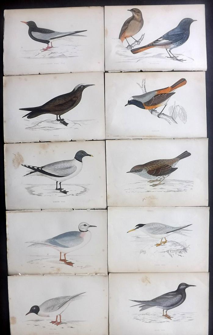 Morris, Francis 1867 Lot of 10 Hand Col Bird Prints: Woodblocks Published 1863-67, London for "A History of British Birds" by the Rev. Franis Orpen Morris. Printed in colours and finished by Benjamin Fawcett. Paper Size: 7 x 5 inch (18 x 13cm) Some back