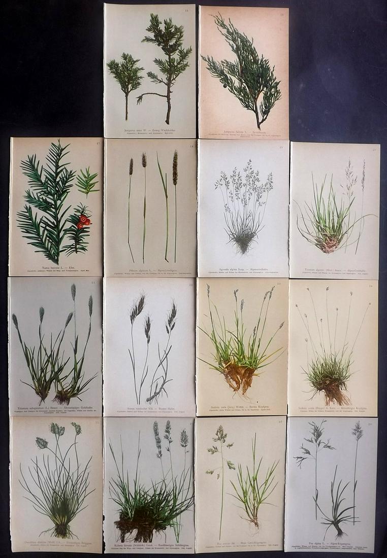 Hartinger, Anton 1897 Lot of 14 Botanical Prints: Chromolithographs Published 1897, Vienna for "Atlas der Alpenflora" by Anton Hartinger. Paper Size: 7.5 x 5 inch (19 x 13cm) Good Condition