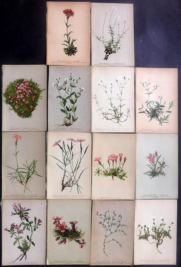 Hartinger, Anton 1897 Lot of 14 Botanical Prints: Chromolithographs Published 1897, Vienna for "Atlas der Alpenflora" by Anton Hartinger. Paper Size: 7.5 x 5 inch (19 x 13cm) Good Condition