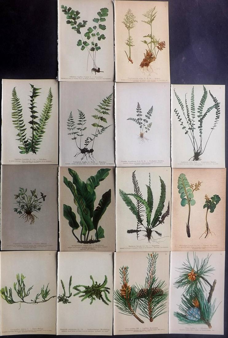Hartinger, Anton 1897 Lot of 14 Botanical Prints (1 of 2)