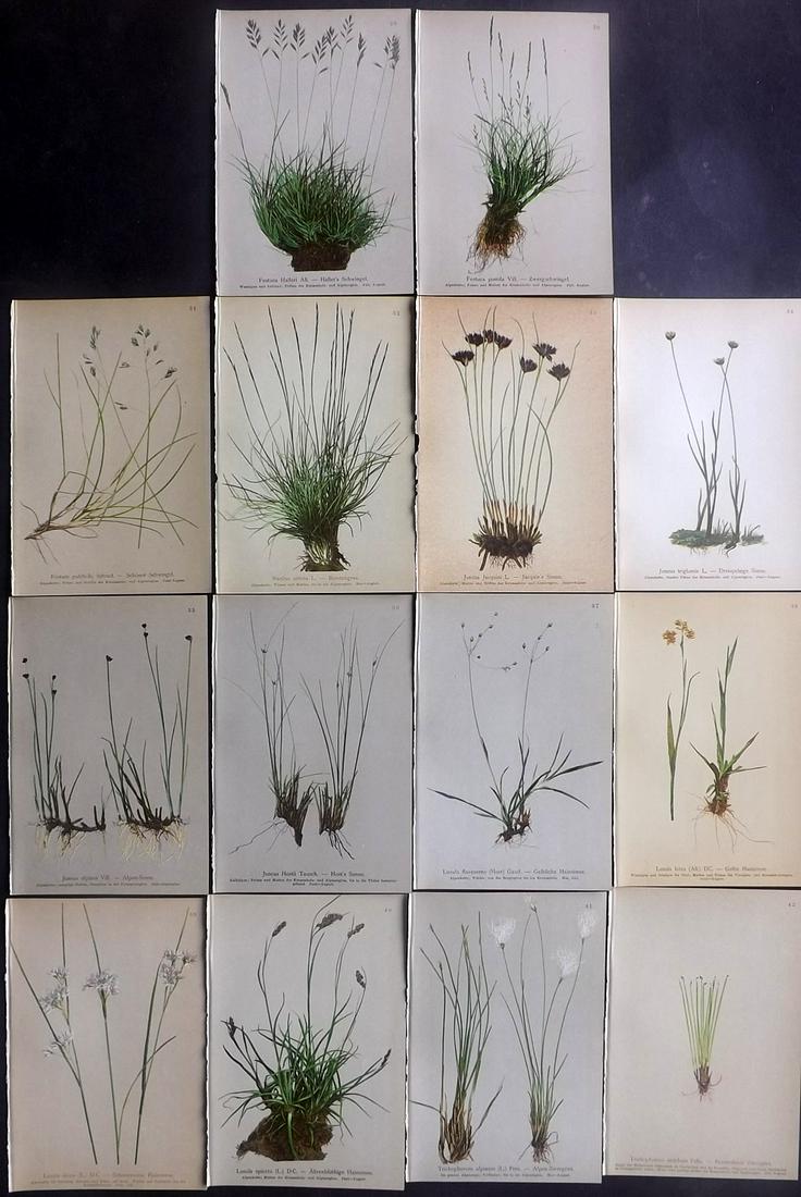 Hartinger, Anton 1897 Lot of 14 Botanical Prints: Chromolithographs Published 1897, Vienna for "Atlas der Alpenflora" by Anton Hartinger. Paper Size: 7.5 x 5 inch (19 x 13cm) Good Condition