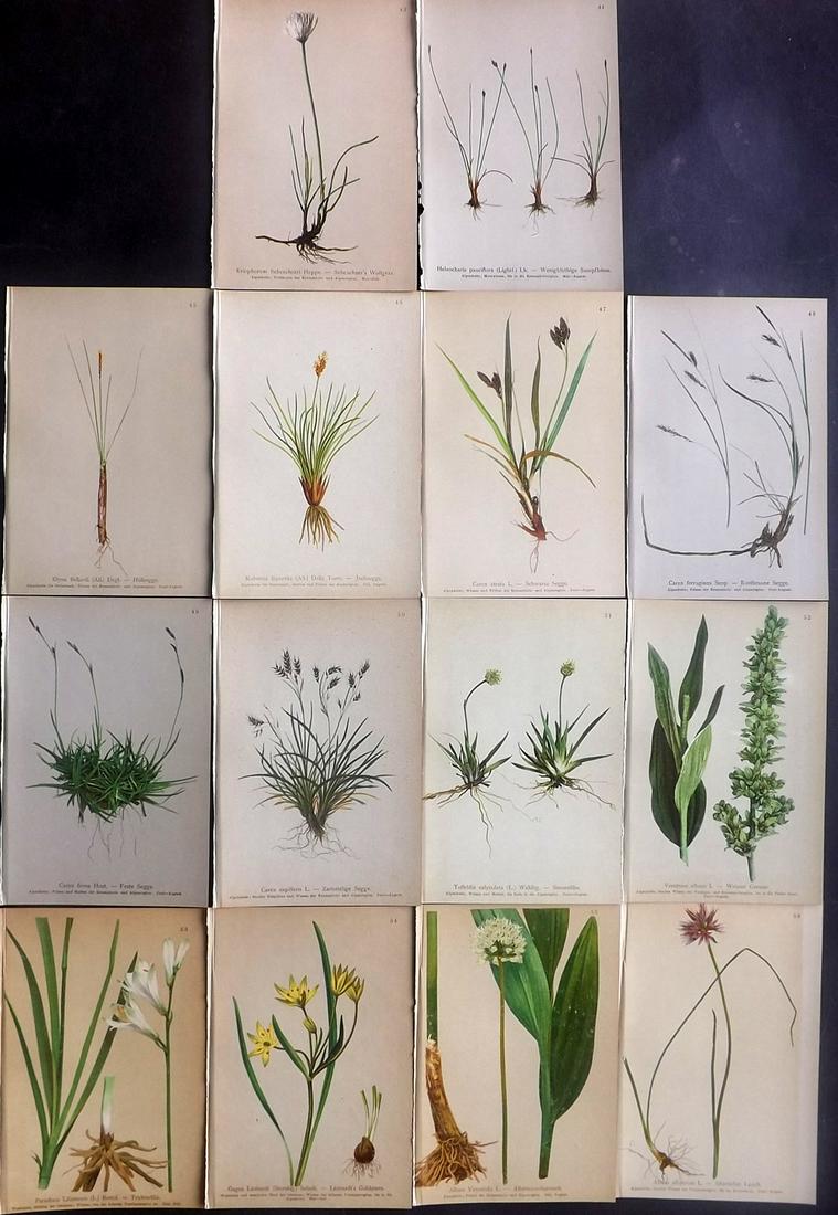 Hartinger, Anton 1897 Lot of 14 Botanical Prints: Chromolithographs Published 1897, Vienna for "Atlas der Alpenflora" by Anton Hartinger. Paper Size: 7.5 x 5 inch (19 x 13cm) Good Condition