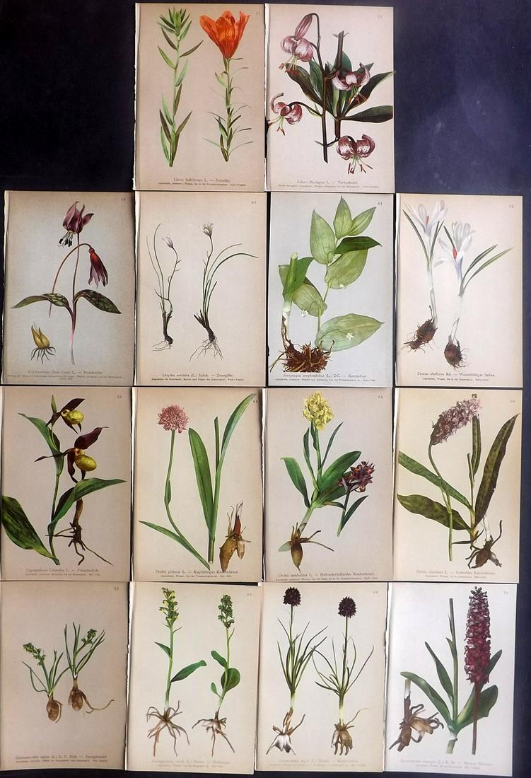 Hartinger, Anton 1897 Lot of 14 Botanical Prints: Chromolithographs Published 1897, Vienna for "Atlas der Alpenflora" by Anton Hartinger. Paper Size: 7.5 x 5 inch (19 x 13cm) Good Condition