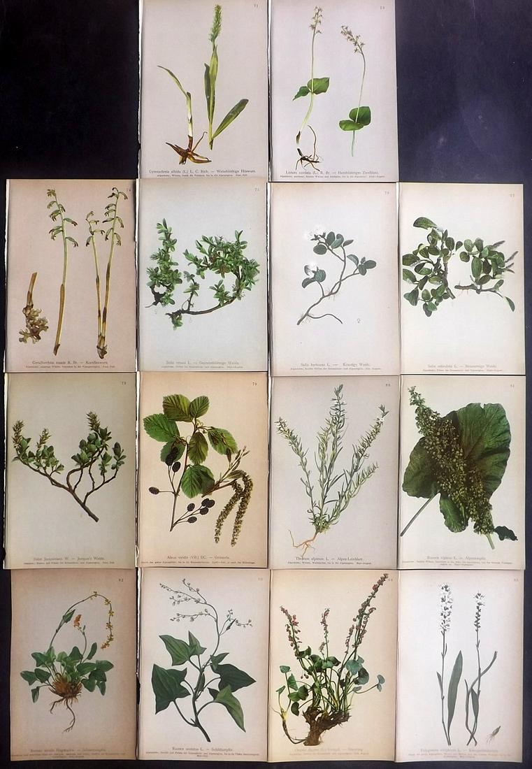 Hartinger, Anton 1897 Lot of 14 Botanical Prints: Chromolithographs Published 1897, Vienna for "Atlas der Alpenflora" by Anton Hartinger. Paper Size: 7.5 x 5 inch (19 x 13cm) Good Condition