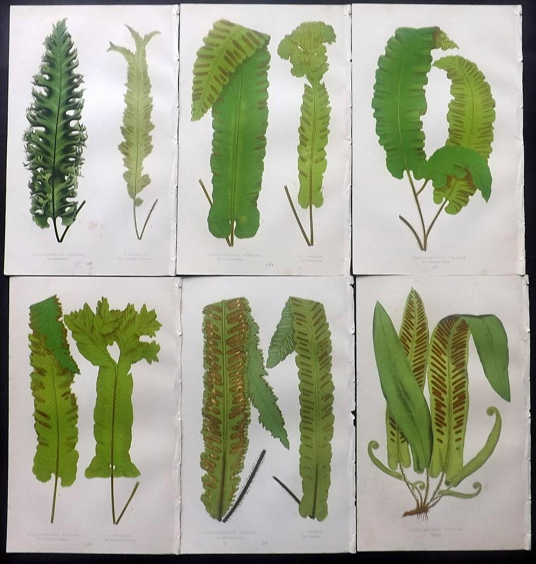 Lowe, Edward 1869 Lot of 6 Antique Fern Prints: Woodblocks Published 1867-69 by Groombridge and Sons, London for "Our Native Ferns" by Edward Lowe. Illustrated by A.F. Lydon. Printed by Benjamin Fawcett. Paper Size: 9.5 x 6 inch (24 x 15cm) Some ba