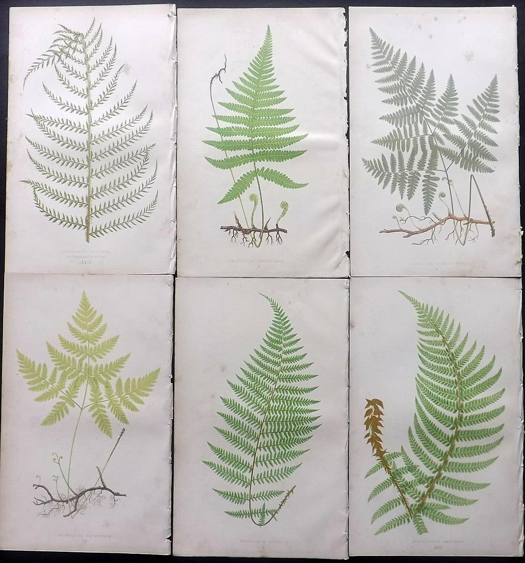 Lowe, Edward 1869 Lot of 6 Antique Fern Prints: Woodblocks Published 1867-69 by Groombridge and Sons, London for "Our Native Ferns" by Edward Lowe. Illustrated by A.F. Lydon. Printed by Benjamin Fawcett. Paper Size: 9.5 x 6 inch (24 x 15cm) Some ba