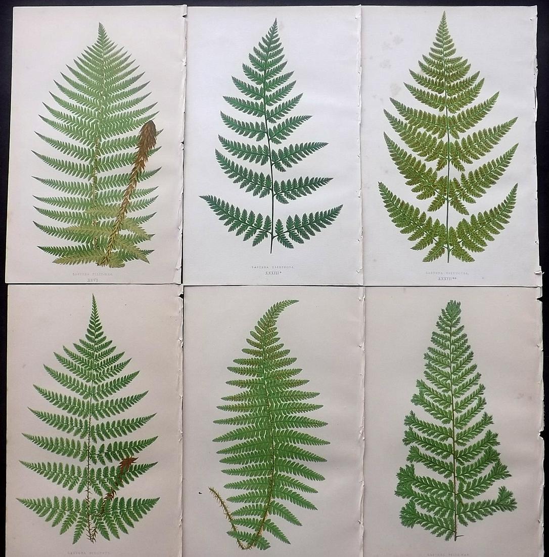 Lowe, Edward 1869 Lot of 6 Antique Fern Prints: Woodblocks Published 1867-69 by Groombridge and Sons, London for "Our Native Ferns" by Edward Lowe. Illustrated by A.F. Lydon. Printed by Benjamin Fawcett. Paper Size: 9.5 x 6 inch (24 x 15cm) Some ba
