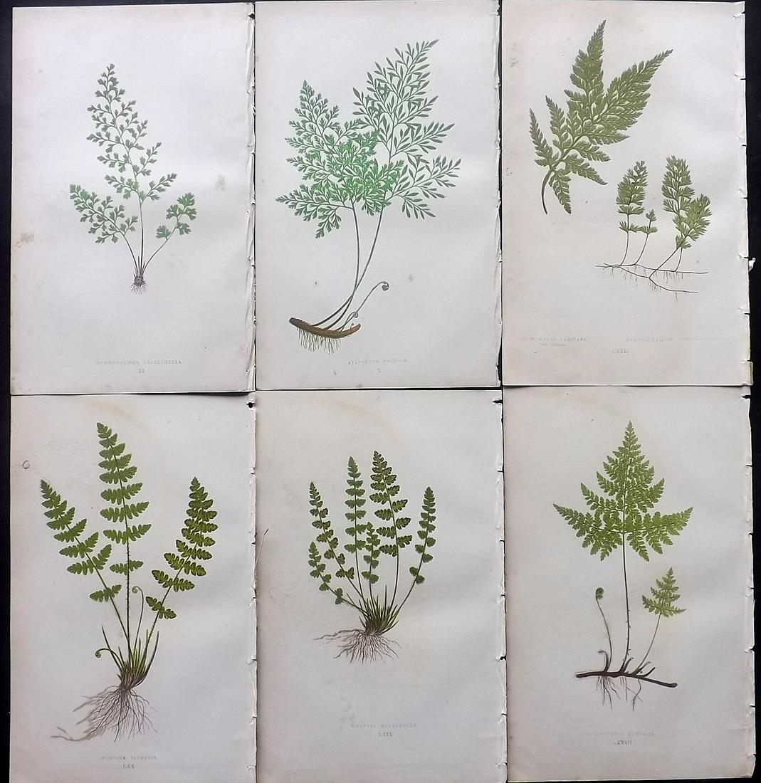 Lowe, Edward 1869 Lot of 6 Antique Fern Prints: Woodblocks Published 1867-69 by Groombridge and Sons, London for "Our Native Ferns" by Edward Lowe. Illustrated by A.F. Lydon. Printed by Benjamin Fawcett. Paper Size: 9.5 x 6 inch (24 x 15cm) Some ba
