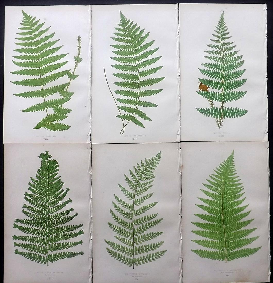 Lowe, Edward 1869 Lot of 6 Antique Fern Prints: Woodblocks Published 1867-69 by Groombridge and Sons, London for "Our Native Ferns" by Edward Lowe. Illustrated by A.F. Lydon. Printed by Benjamin Fawcett. Paper Size: 9.5 x 6 inch (24 x 15cm) Some ba