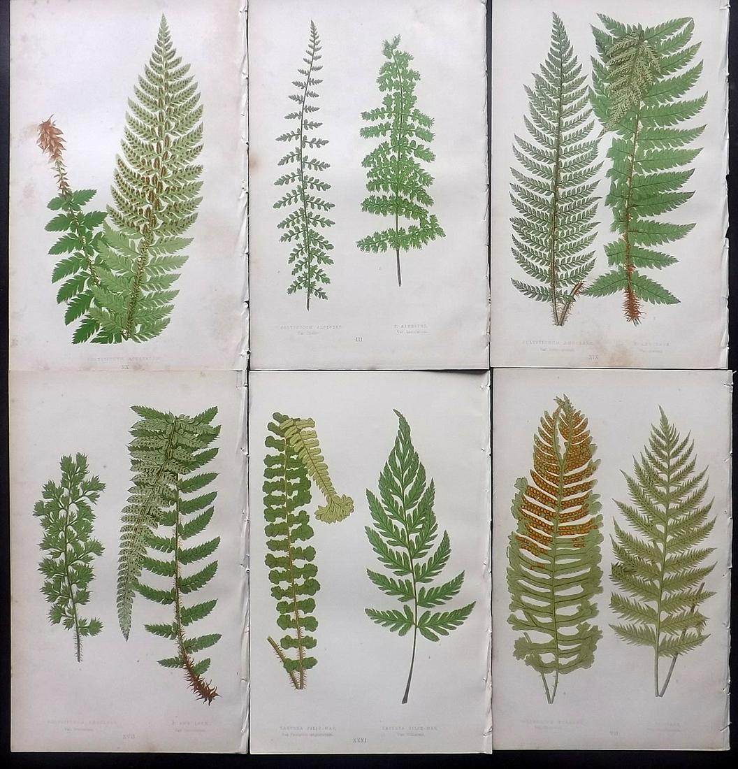 Lowe, Edward 1869 Lot of 6 Antique Fern Prints: Woodblocks Published 1867-69 by Groombridge and Sons, London for "Our Native Ferns" by Edward Lowe. Illustrated by A.F. Lydon. Printed by Benjamin Fawcett. Paper Size: 9.5 x 6 inch (24 x 15cm) Some ba