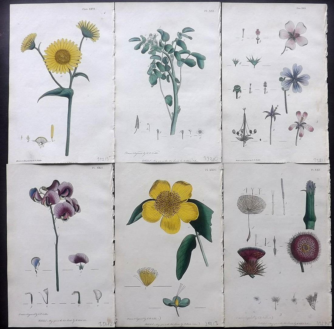 Nodder & Martyn 1817 Lot of 6 HCol Botanical Prints (1 of 2)