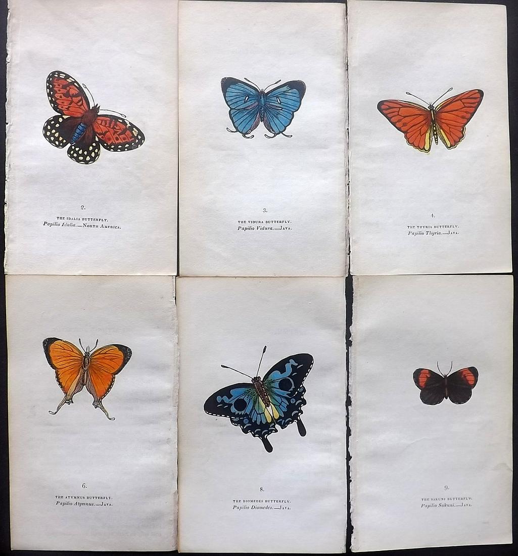 Brown, Captain 1834 Lot of 6 Hand Col Butterfly Prints: Hand Coloured Lithographs Published 1834, London for "The Book of Butterflies, Sphinges, and Moths" by Captain Thomas Brown. Part of Constable's Miscellany Series. Paper Size: 5.5 x 3.5 inch (14 x 9cm