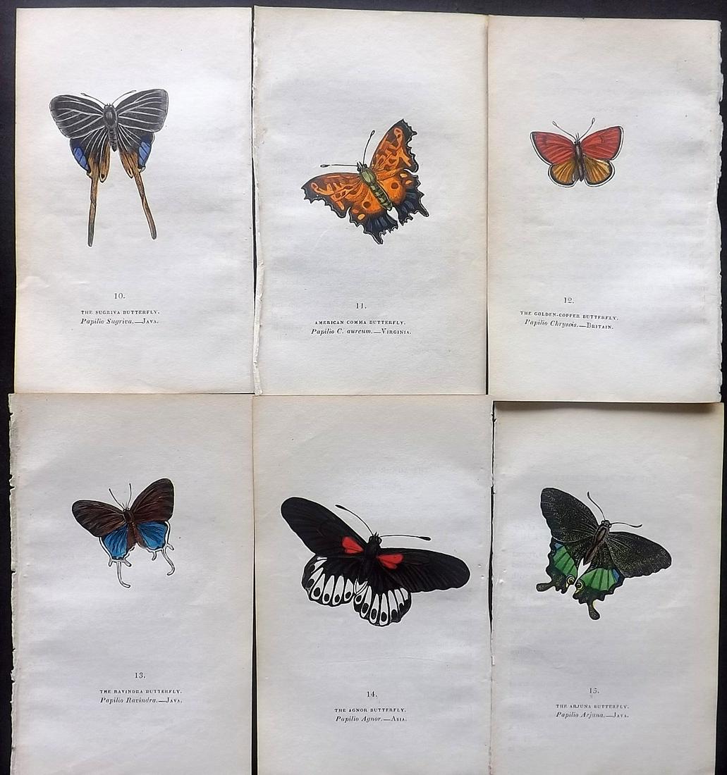 Brown, Captain 1834 Lot of 6 Hand Col Butterfly Prints: Hand Coloured Lithographs Published 1834, London for "The Book of Butterflies, Sphinges, and Moths" by Captain Thomas Brown. Part of Constable's Miscellany Series. Paper Size: 5.5 x 3.5 inch (14 x 9cm