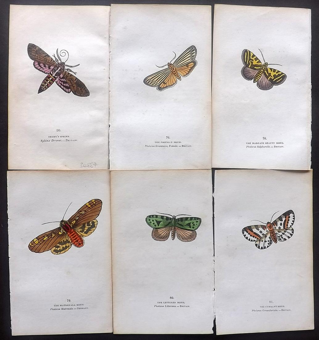 Brown, Captain 1834 Lot of 6 Hand Col Moth Prints: Hand Coloured Lithographs Published 1834, London for "The Book of Butterflies, Sphinges, and Moths" by Captain Thomas Brown. Part of Constable's Miscellany Series. Paper Size: 5.5 x 3.5 inch (14 x 9cm