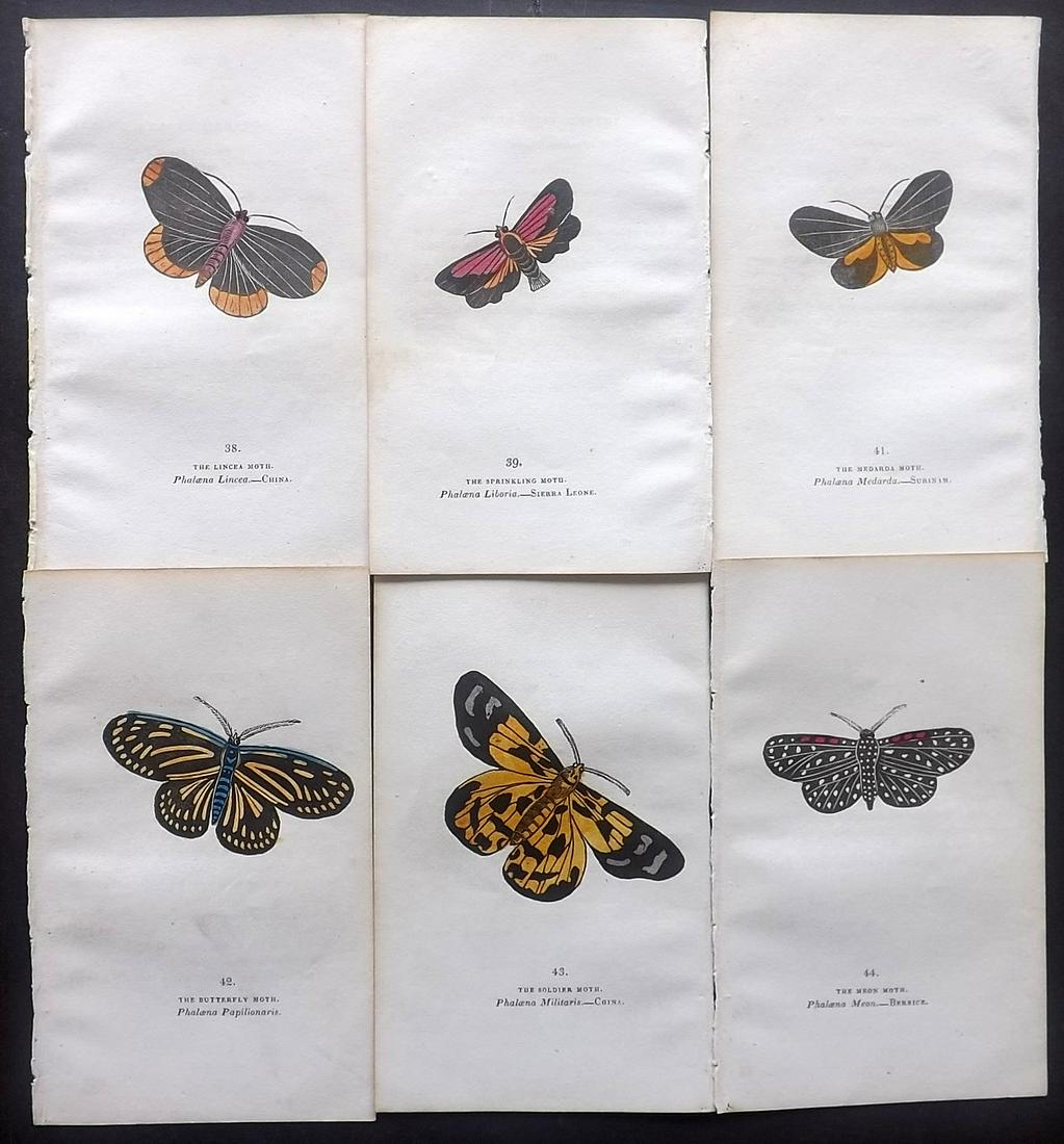 Brown, Captain 1834 Lot of 6 Hand Col Moth Prints: Hand Coloured Lithographs Published 1834, London for "The Book of Butterflies, Sphinges, and Moths" by Captain Thomas Brown. Part of Constable's Miscellany Series. Paper Size: 5.5 x 3.5 inch (14 x 9cm