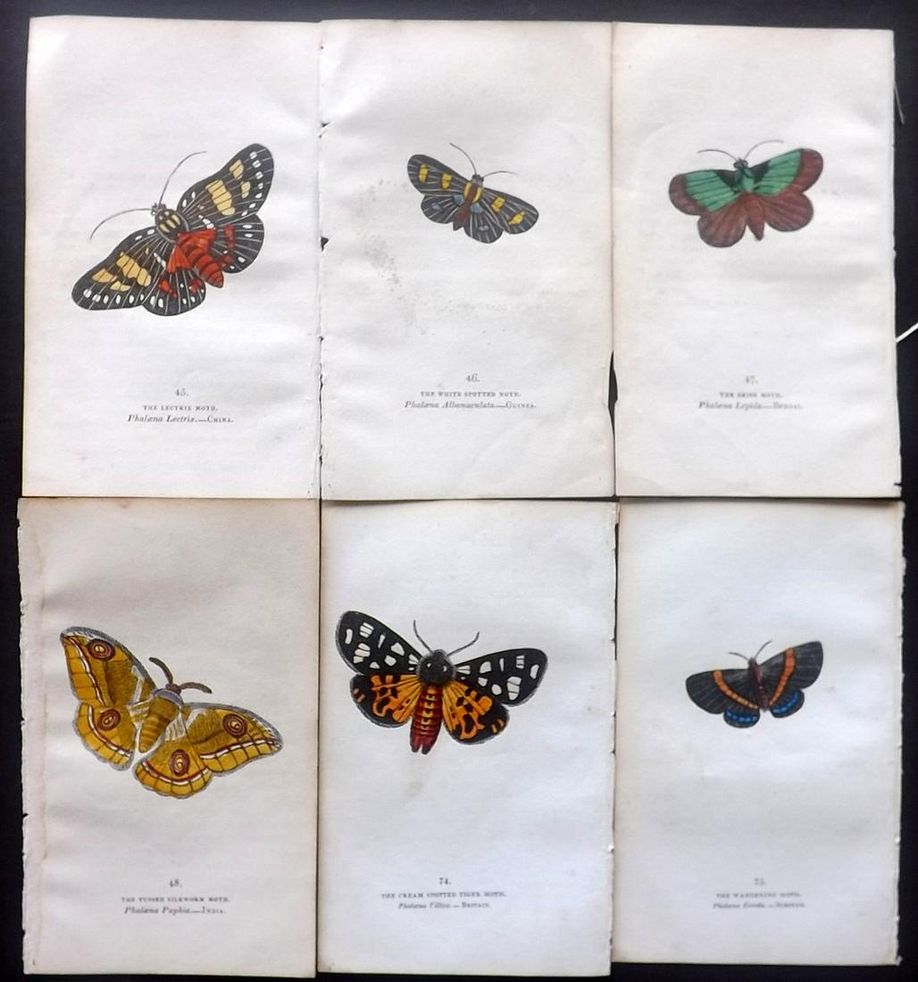 Brown, Captain 1834 Lot of 6 Hand Col Moth Prints: Hand Coloured Lithographs Published 1834, London for "The Book of Butterflies, Sphinges, and Moths" by Captain Thomas Brown. Part of Constable's Miscellany Series. Paper Size: 5.5 x 3.5 inch (14 x 9cm