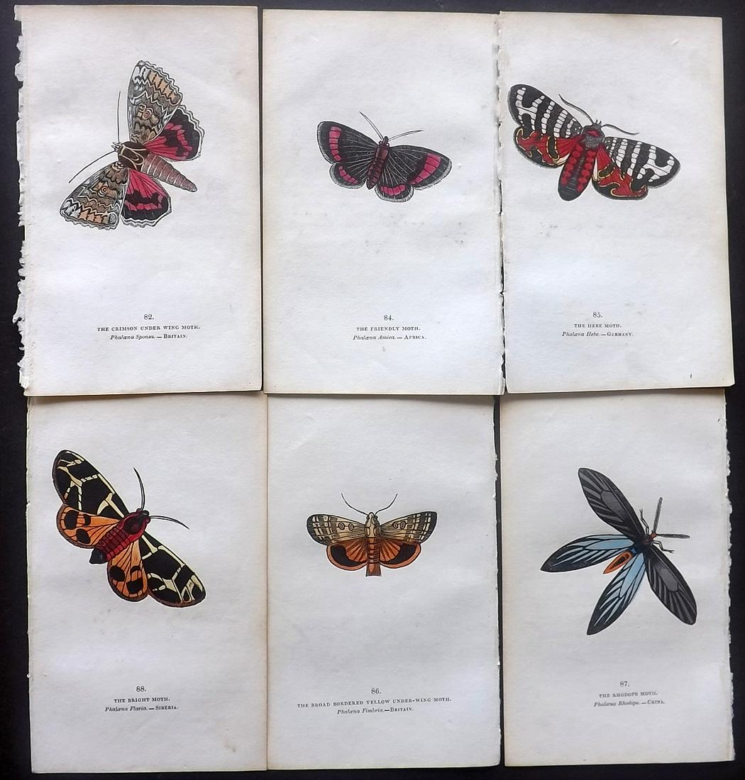 Brown, Captain 1834 Lot of 6 Hand Col Moth Prints: Hand Coloured Lithographs Published 1834, London for "The Book of Butterflies, Sphinges, and Moths" by Captain Thomas Brown. Part of Constable's Miscellany Series. Paper Size: 5.5 x 3.5 inch (14 x 9cm