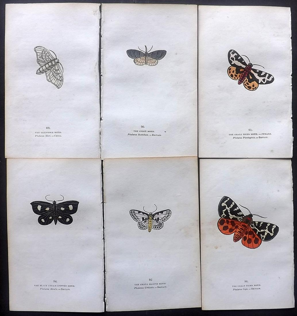 Brown, Captain 1834 Lot of 6 Hand Col Moth Prints: Hand Coloured Lithographs Published 1834, London for "The Book of Butterflies, Sphinges, and Moths" by Captain Thomas Brown. Part of Constable's Miscellany Series. Paper Size: 5.5 x 3.5 inch (14 x 9cm
