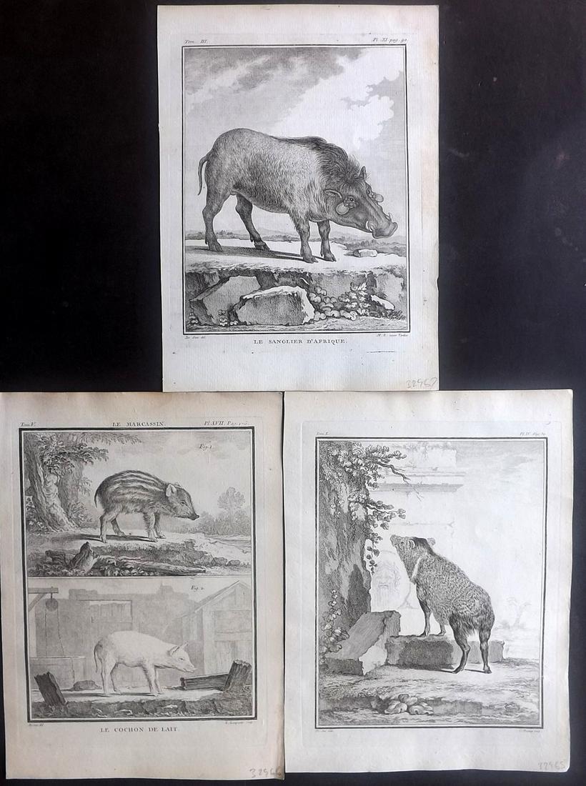 Buffon, Comte de C1770 Lot of 3 1st Ed Prints. Pigs: Copper Plates Published 1749-88 Imprimerie Royale, Paris for "Histoire naturelle, générale et particulière" First Edition by Georges-Louis Leclerc, Comte de Buffon. Paper Size: 10 x 8 inch (26 x 20