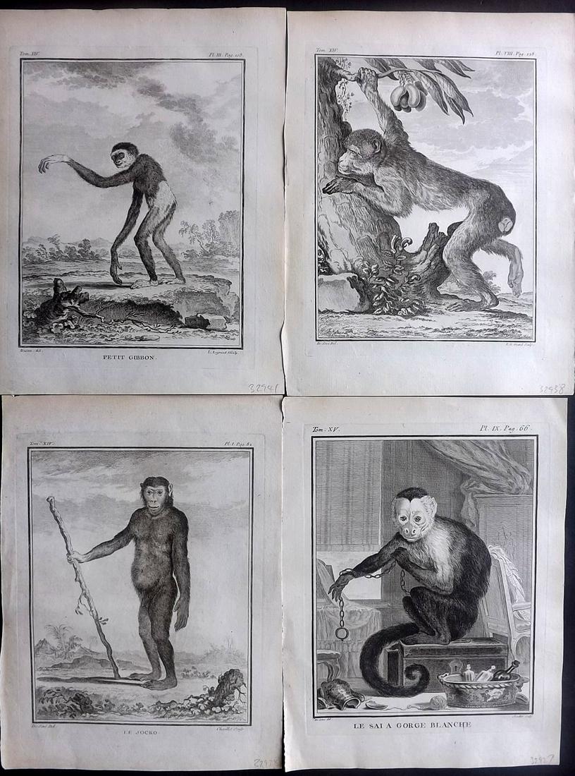 Buffon, Comte de C1770 Lot of 4 1st Ed Prints. Monkeys (1 of 2)