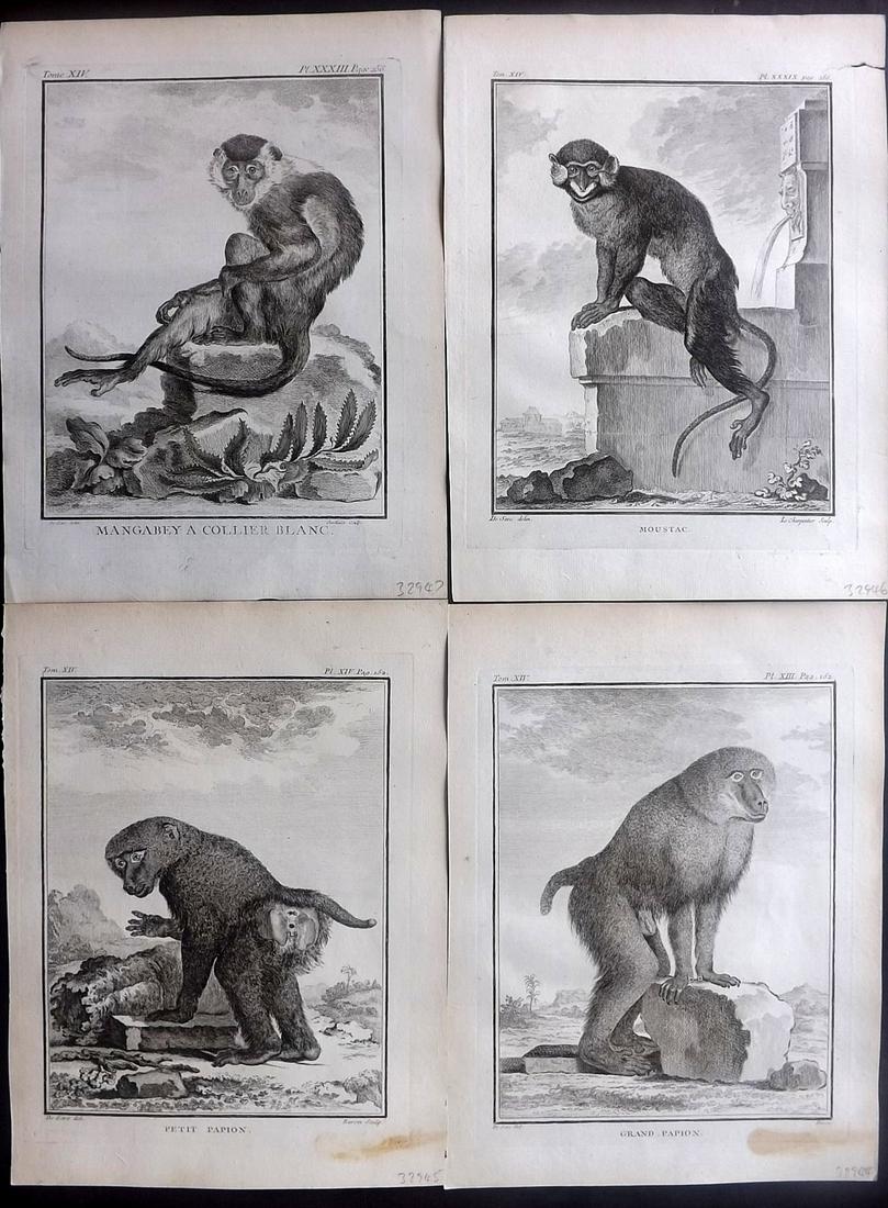 Buffon, Comte de C1770 Lot of 4 1st Ed Prints. Monkeys (1 of 2)