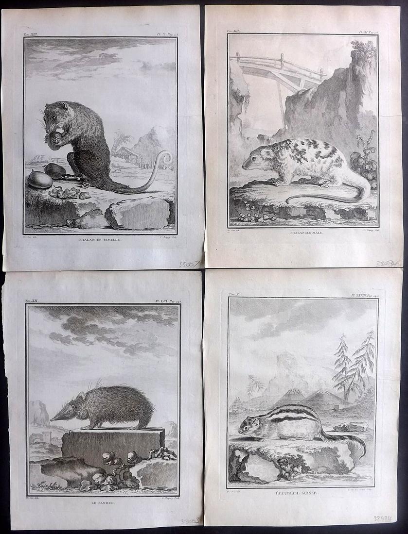 Buffon, Comte de C1770 Lot of 4 1st Ed Prints. Rodents (1 of 2)