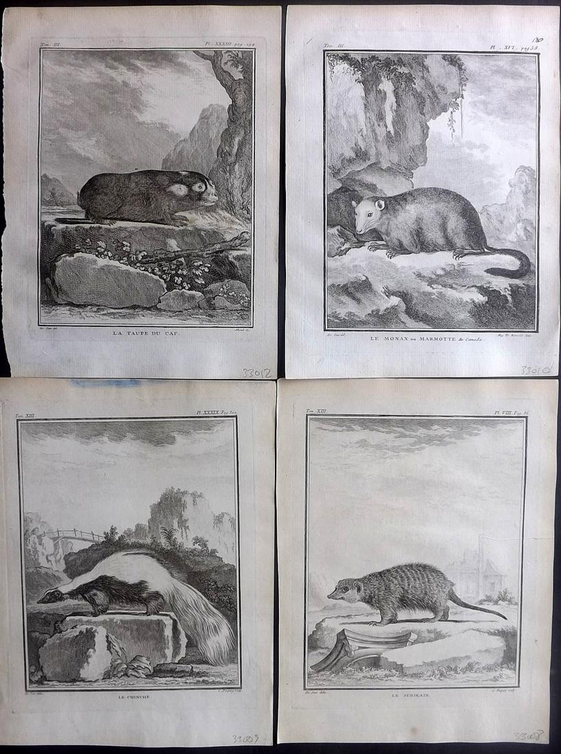 Buffon, Comte de C1770 Lot of 4 1st Ed Prints. Rodents (1 of 2)