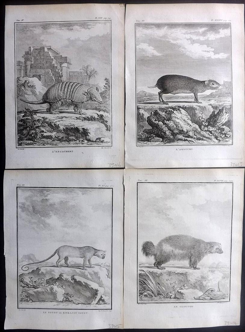 Buffon, Comte de C1770 Lot of 4 1st Ed Prints. Rodents (1 of 2)
