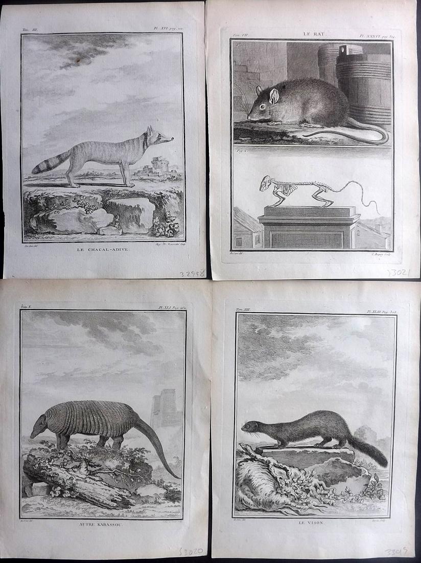 Buffon, Comte de C1770 Lot of 4 1st Ed Prints. Rodents (1 of 2)