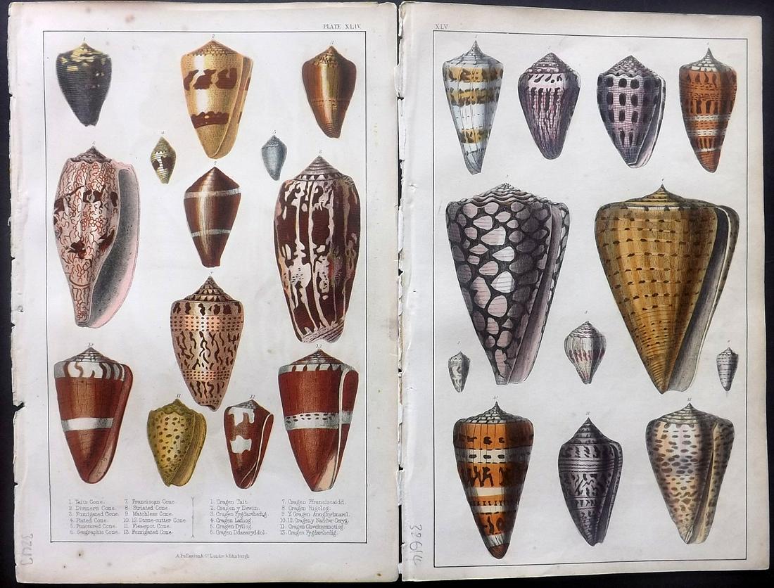 Goldsmith, Oliver C1850 Pair of Hand Col Shell Prints (1 of 2)