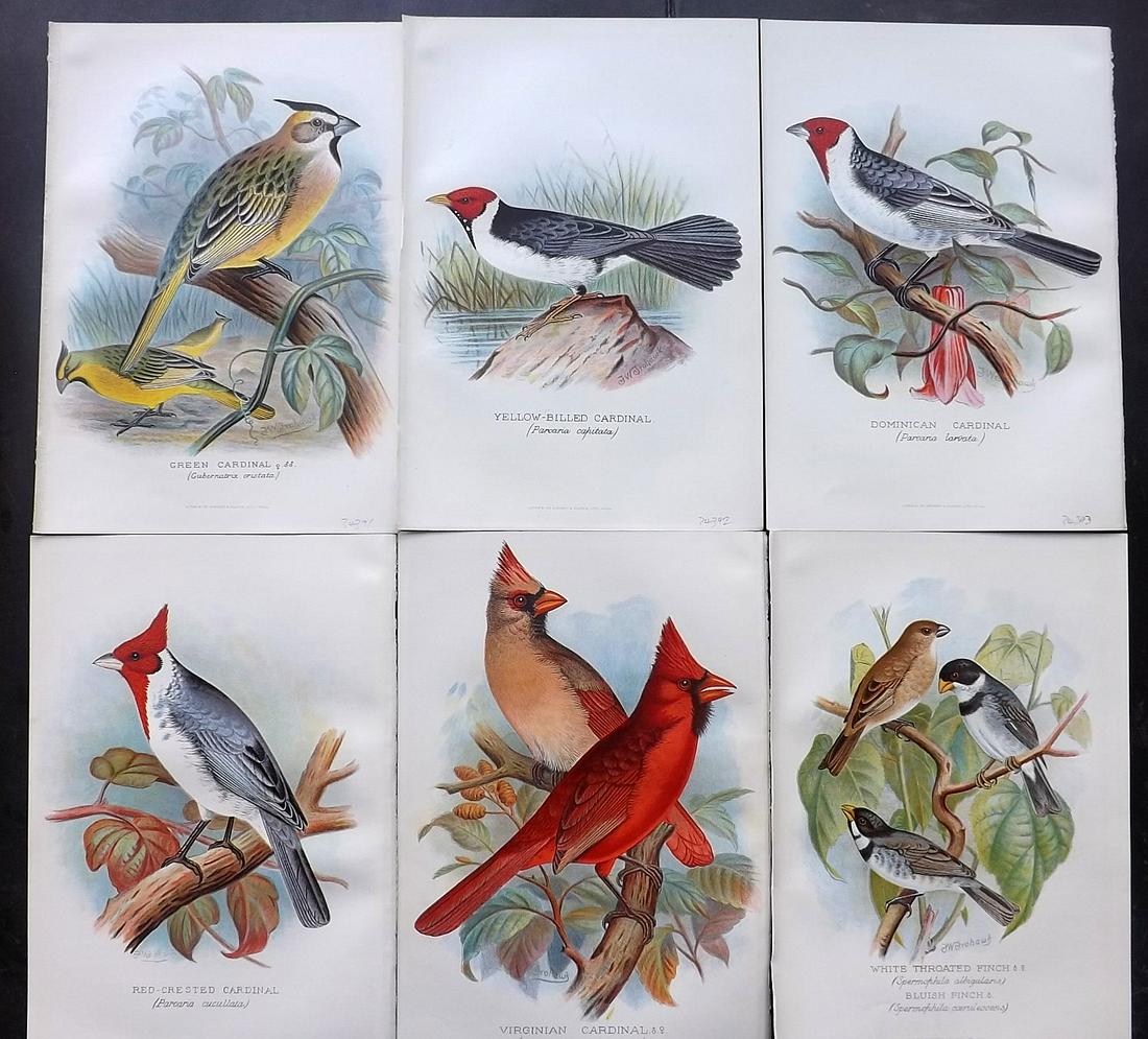 Butler & Frohawk 1904 Lot of 6 Bird Prints (1 of 2)