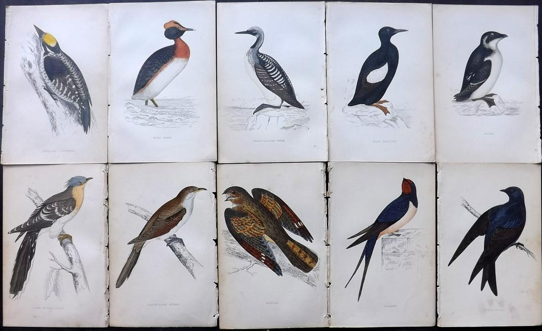 Morris, Francis 1867 Lot of 10 Hand Col Bird Prints: Woodblocks Published 1863-67, London for "A History of British Birds" by the Rev. Franis Orpen Morris. Printed in colours and finished by Benjamin Fawcett. Paper Size: 7 x 5 inch (18 x 13cm) Some back