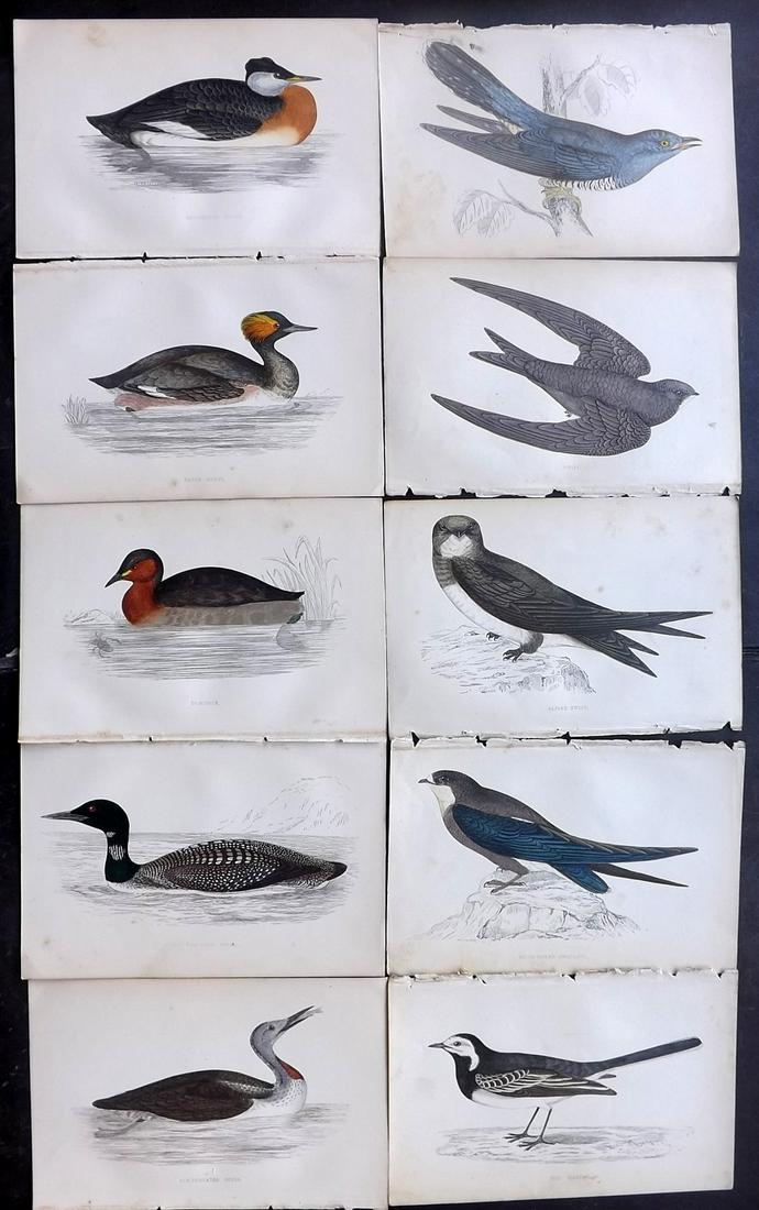 Morris, Francis 1867 Lot of 10 Hand Col Bird Prints: Woodblocks Published 1863-67, London for "A History of British Birds" by the Rev. Franis Orpen Morris. Printed in colours and finished by Benjamin Fawcett. Paper Size: 7 x 5 inch (18 x 13cm) Some back