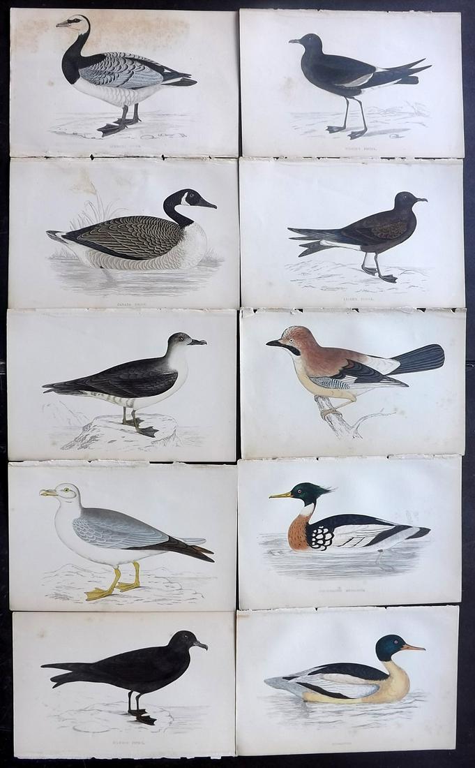 Morris, Francis 1867 Lot of 10 Hand Col Bird Prints: Woodblocks Published 1863-67, London for "A History of British Birds" by the Rev. Franis Orpen Morris. Printed in colours and finished by Benjamin Fawcett. Paper Size: 7 x 5 inch (18 x 13cm) Some back