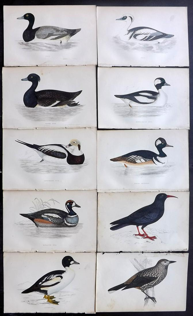 Morris, Francis 1867 Lot of 10 Hand Col Bird Prints: Woodblocks Published 1863-67, London for "A History of British Birds" by the Rev. Franis Orpen Morris. Printed in colours and finished by Benjamin Fawcett. Paper Size: 7 x 5 inch (18 x 13cm) Some back