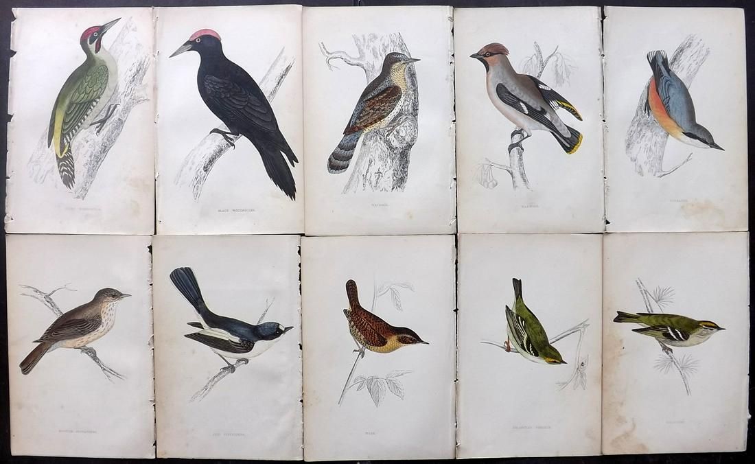 Morris, Francis 1867 Lot of 10 Hand Col Bird Prints: Woodblocks Published 1863-67, London for "A History of British Birds" by the Rev. Franis Orpen Morris. Printed in colours and finished by Benjamin Fawcett. Paper Size: 7 x 5 inch (18 x 13cm) Some back