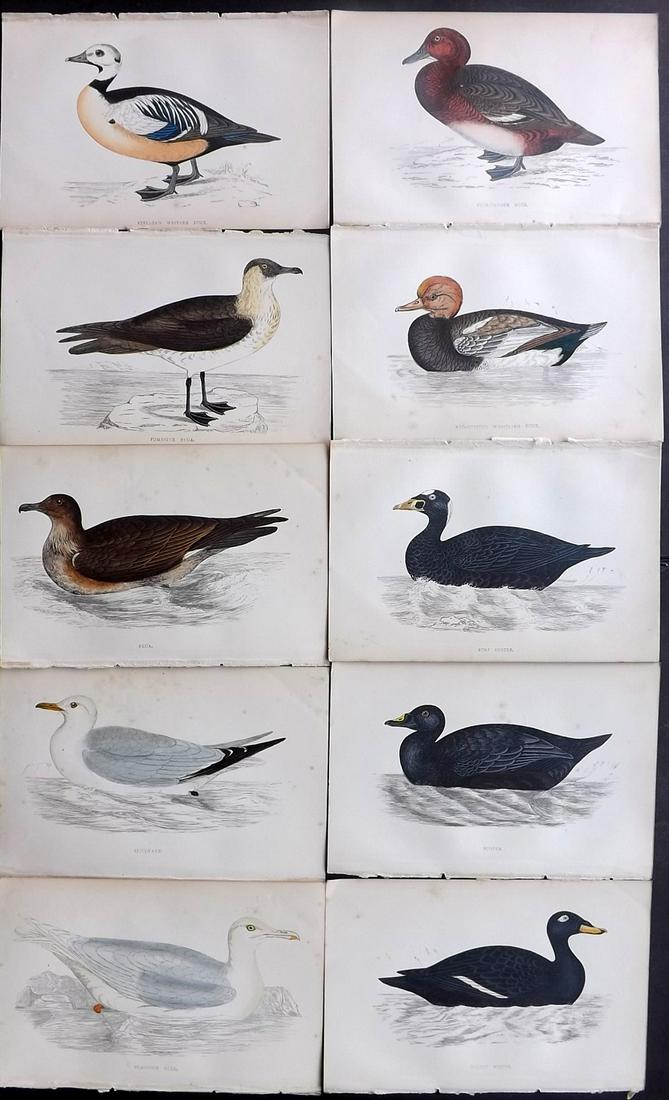 Morris, Francis 1867 Lot of 10 Hand Col Bird Prints: Woodblocks Published 1863-67, London for "A History of British Birds" by the Rev. Franis Orpen Morris. Printed in colours and finished by Benjamin Fawcett. Paper Size: 7 x 5 inch (18 x 13cm) Some back