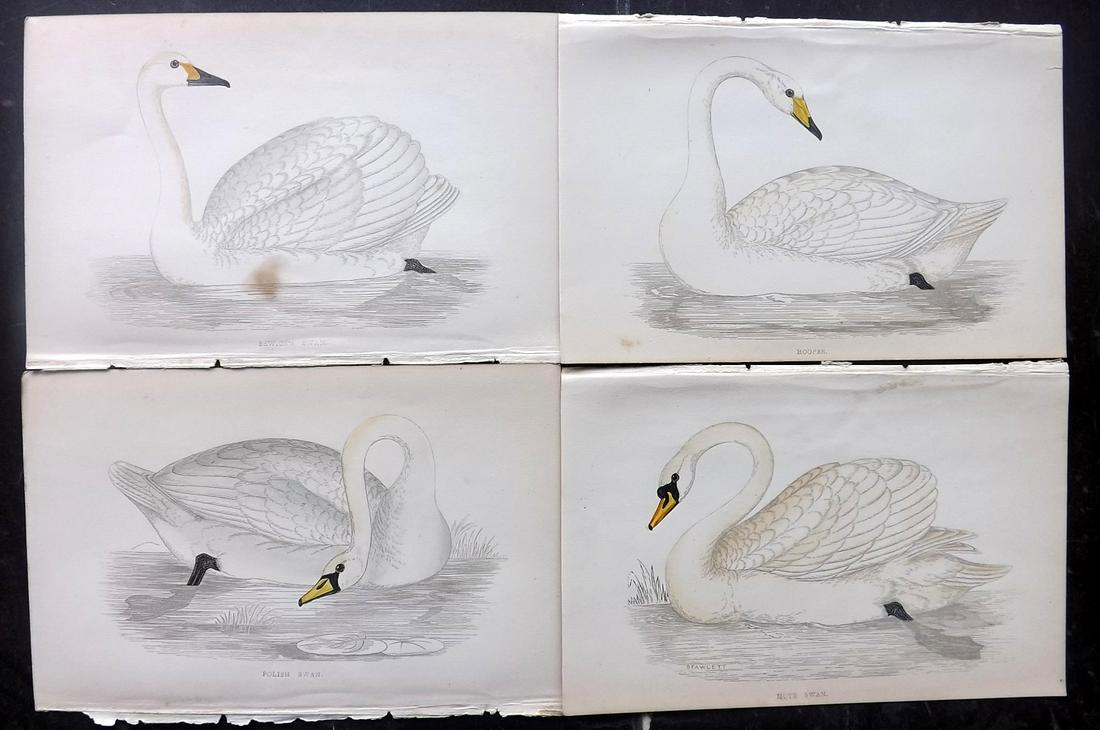 Morris, Francis 1867 Lot of 4 Hand Col Bird Prints.: Woodblocks Published 1863-67, London for "A History of British Birds" by the Rev. Franis Orpen Morris. Printed in colours and finished by Benjamin Fawcett. Paper Size: 7 x 5 inch (18 x 13cm) A couple 