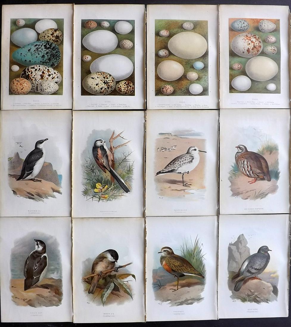 Swaysland, Walter 1883 Lot of 12 Bird & Egg Prints (1 of 2)