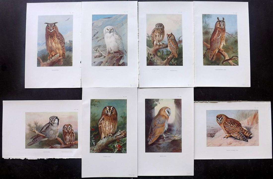 Thorburn, Archibald 1931 Lot of 8 Bird Prints. Owls (1 of 2)