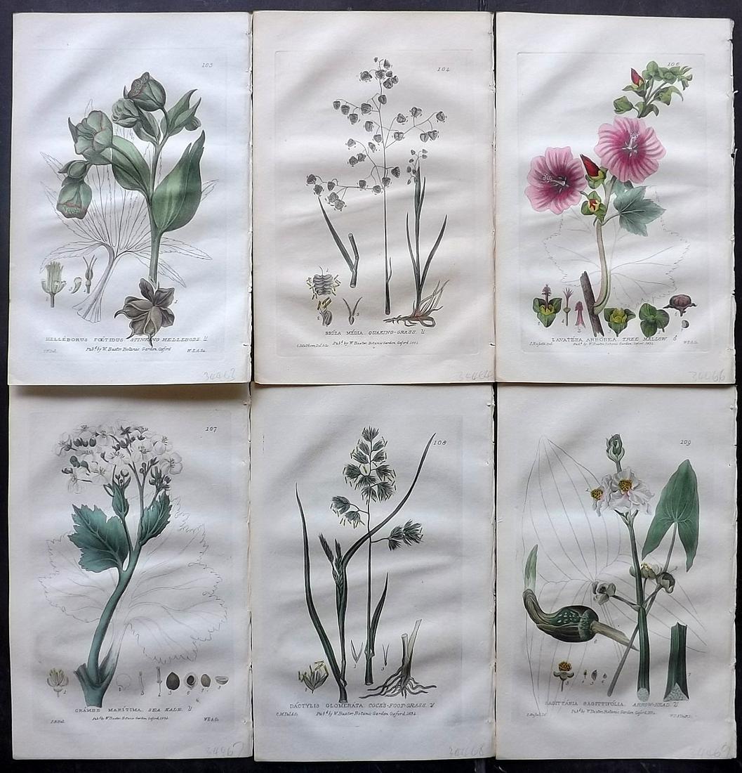 Baxter, William 1835 Lot of 6 HCol Botanical Prints: Hand Coloured Etchings Published 1834-43, Oxford for "British Phaenogamous Botany; or, Figures and Descriptions of British Flowering Plants" by William Baxter. Paper Size: 8.5 x 5.5 inch (22 x 14cm) G