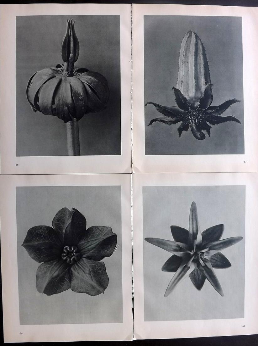 Blossfeldt, Karl 1936 Lot of 4 Botanical Prints: Photogravures Published 1936, Berlin for "Urformen der Kunst" by Karl Blossfeldt. Printed both sides, with no show through. Paper Size: 12.5 x 9.5 inch (32 x 24cm) Good Condition