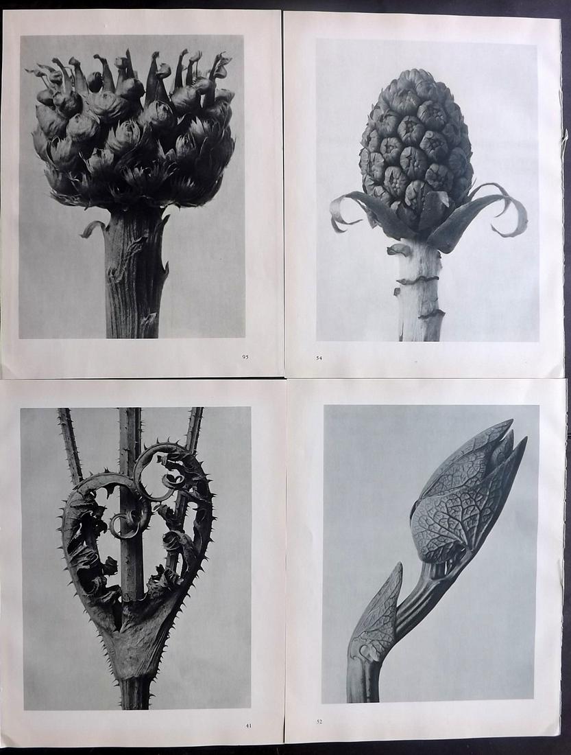 Blossfeldt, Karl 1936 Lot of 4 Botanical Prints (1 of 2)