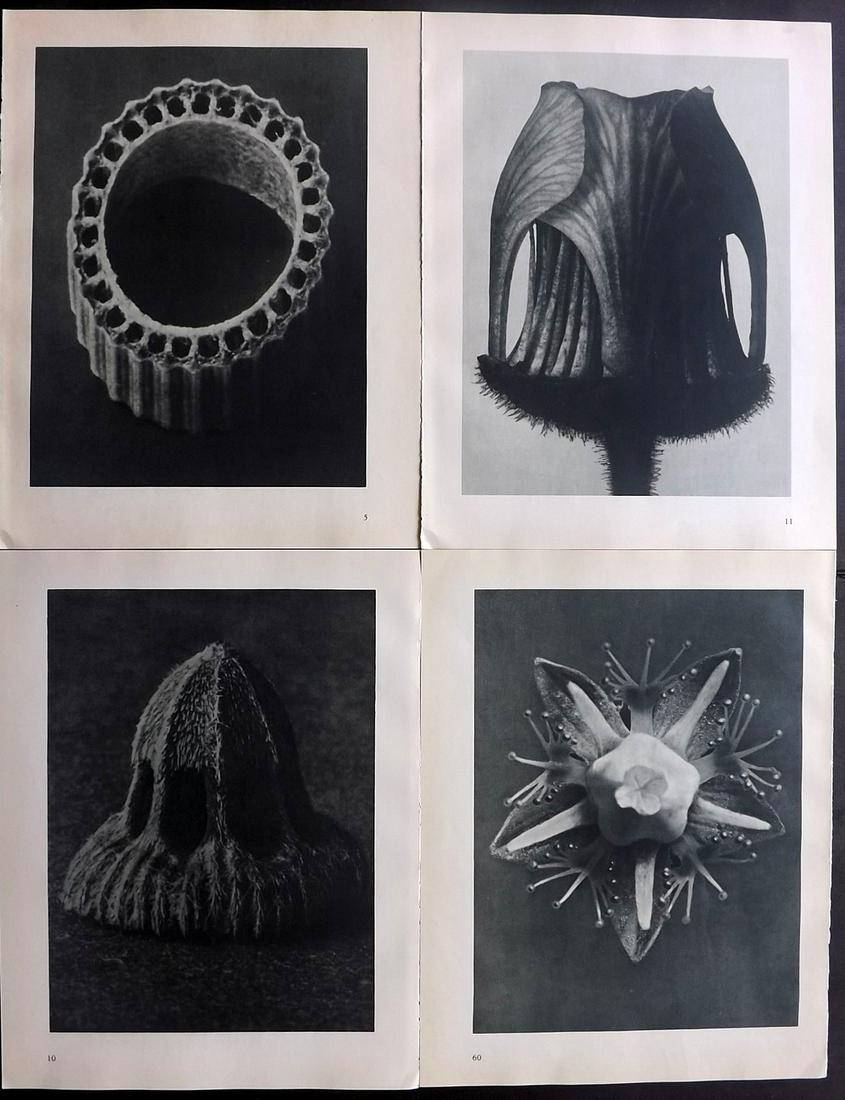Blossfeldt, Karl 1936 Lot of 4 Botanical Prints (1 of 2)