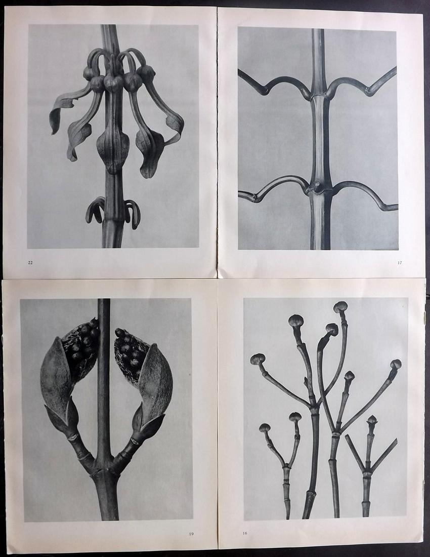 Blossfeldt, Karl 1936 Lot of 4 Botanical Prints (1 of 2)