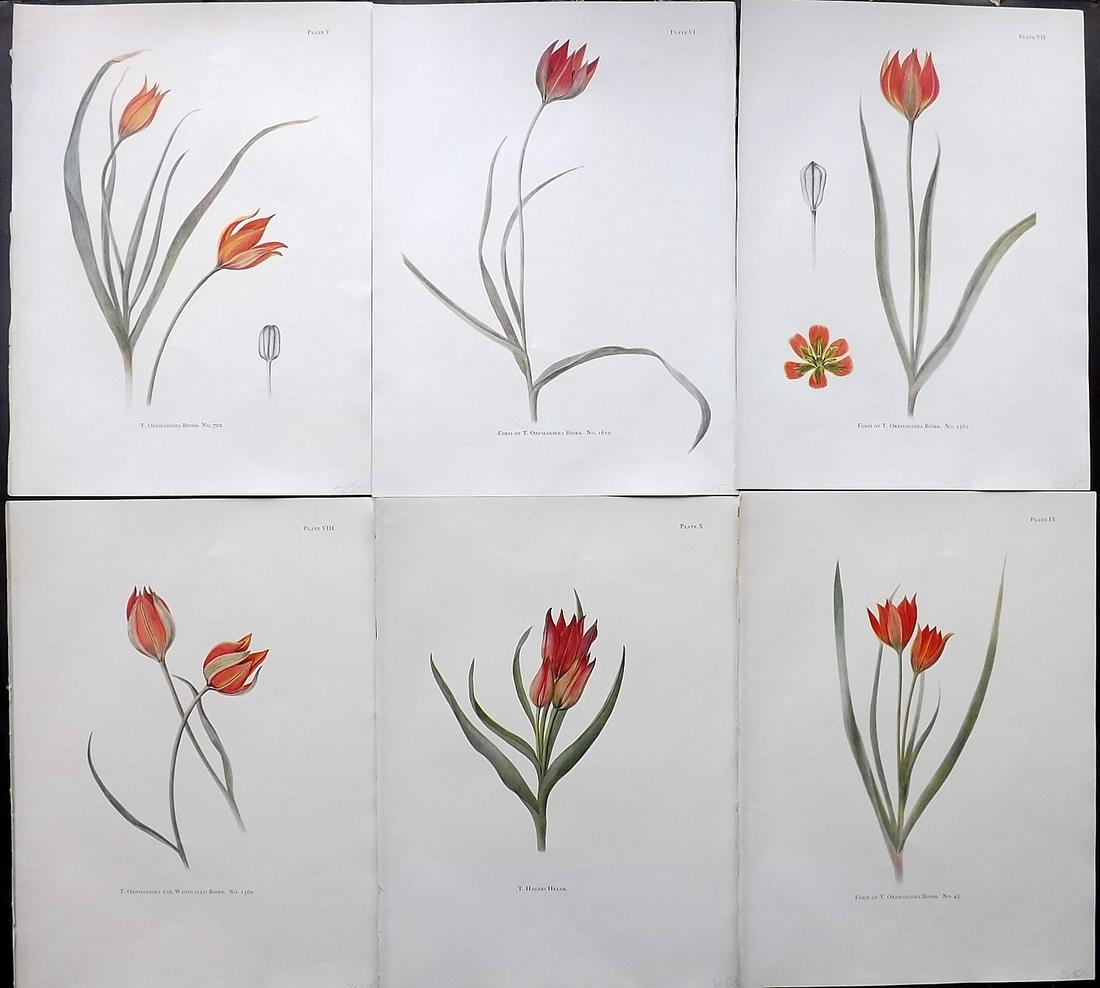 Dykes, William 1930 Lot of 6 Folio Tulip Prints (1 of 2)