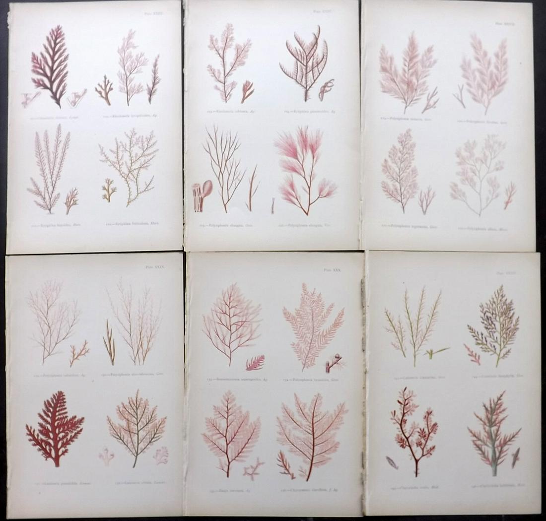 Gatty, Mrs Alfred 1872 Lot of 6 Red Seaweed Prints (1 of 2)