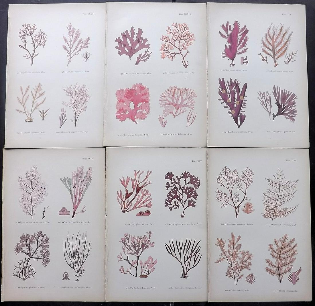 Gatty, Mrs Alfred 1872 Lot of 6 Red Seaweed Prints (1 of 2)