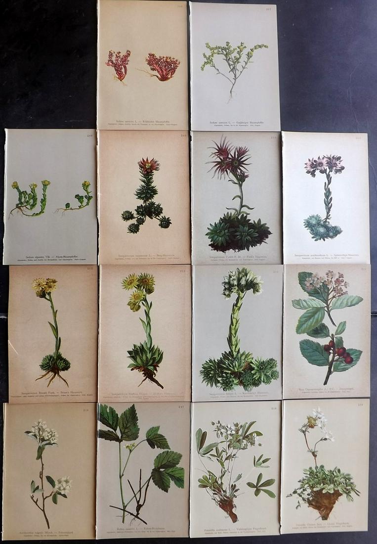 Hartinger, Anton 1897 Lot of 14 Botanical Prints: Chromolithographs Published 1897, Vienna for "Atlas der Alpenflora" by Anton Hartinger. Paper Size: 7.5 x 5 inch (19 x 13cm) Good Condition